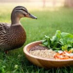 Nourrir sainement son canard : comment faire ? Liste des aliments toxiques et alternatives saines